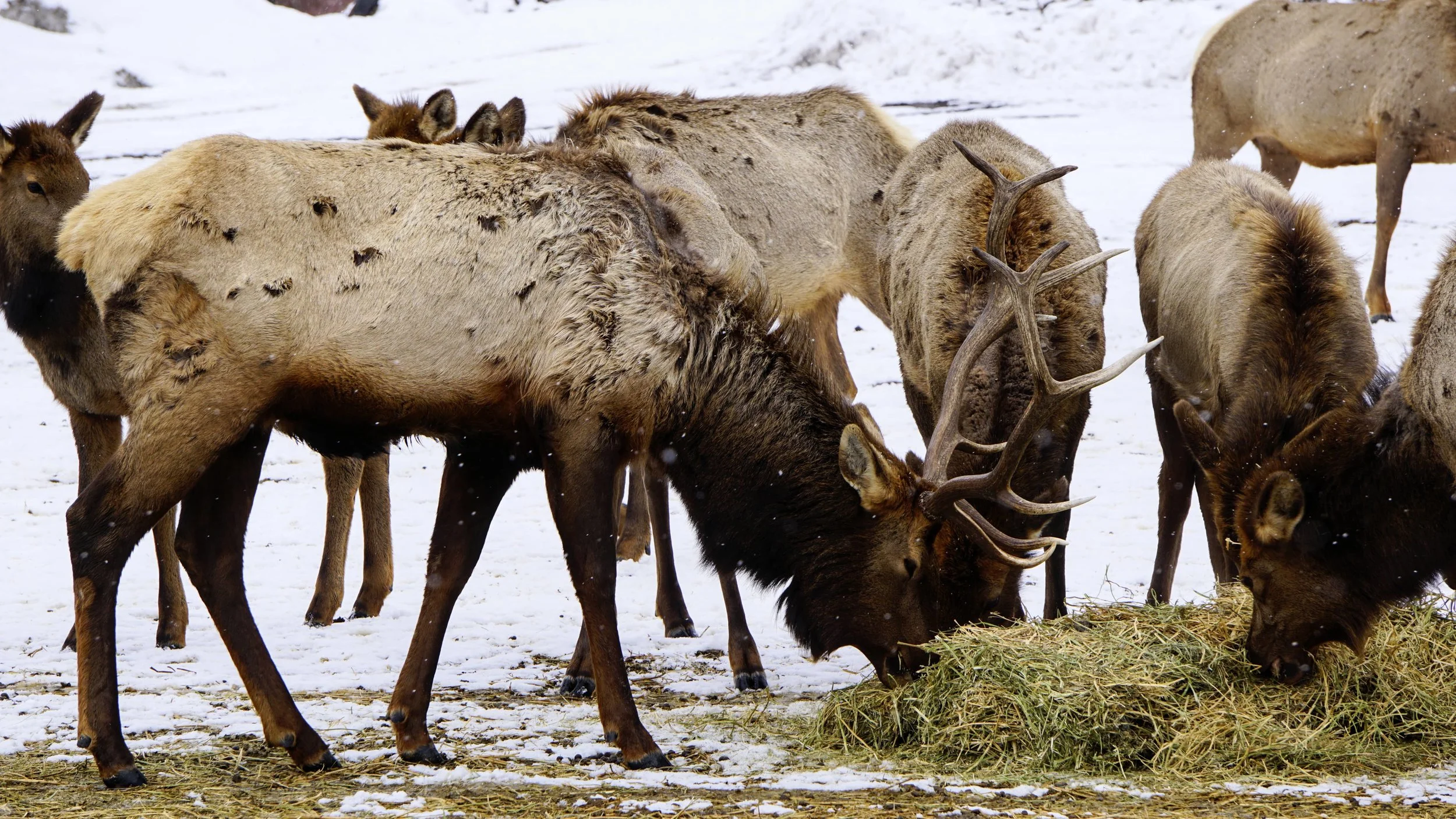 Visiting Elk And Bighorn Sheep Of Oak Creek Wildlife Area
